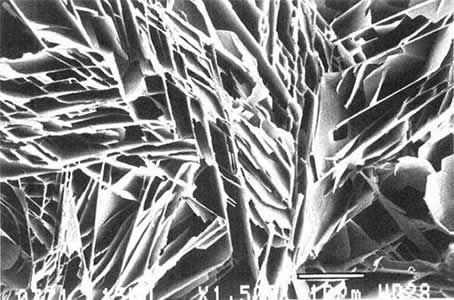 かき殻の内部構造（電子顕微鏡写真） 京都大学名誉教授　鎮西清高 撮影
